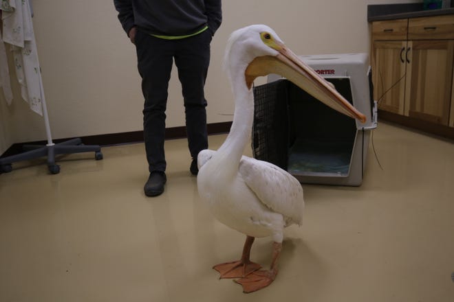 "Pelly" the pelican is inspected after arriving in Carlsbad from Oregon, March 2, 2021 at Desert Willow Wildlife Rehabilitation Center in Carlsbad. The bird suffered an injured wing and could not fly, thus was unlikely to be released into the wild.