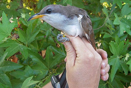 The western yellow-billed cuckoo in an undated photo.