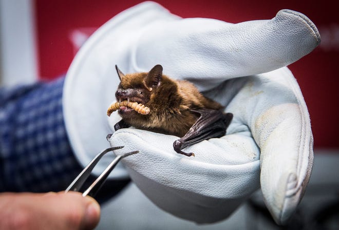 Ball State biology professor Tim Carter feeds a Mealworm to his rescued bat "Chocolate" in the Cooper Science Building. Bats in Indiana and elsewhere are being threatened by a fungal infection known as white-nose syndrome. 