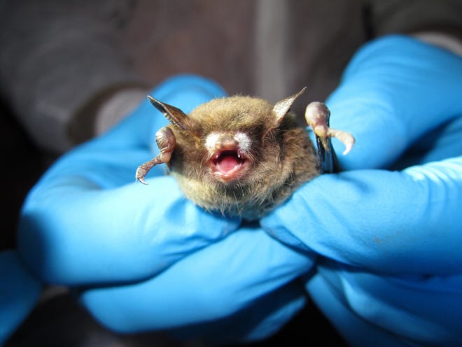 Little brown bat (M. lucifugus) with symptoms of White Nose Syndrome.