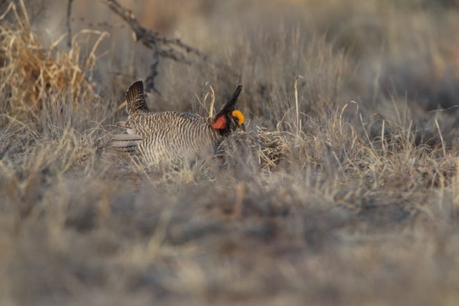 A male lesser prairie chicken points its head feathers upward, pushes out air sacks on its face and stamps its feet to attract females for mating, April 8, 2021 near Milnesand, New Mexico.