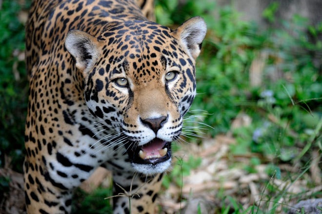 A jaguar is pictured. Conservationists want to reintroduced the endangered species in an area in the western New Mexico and eastern Arizona.