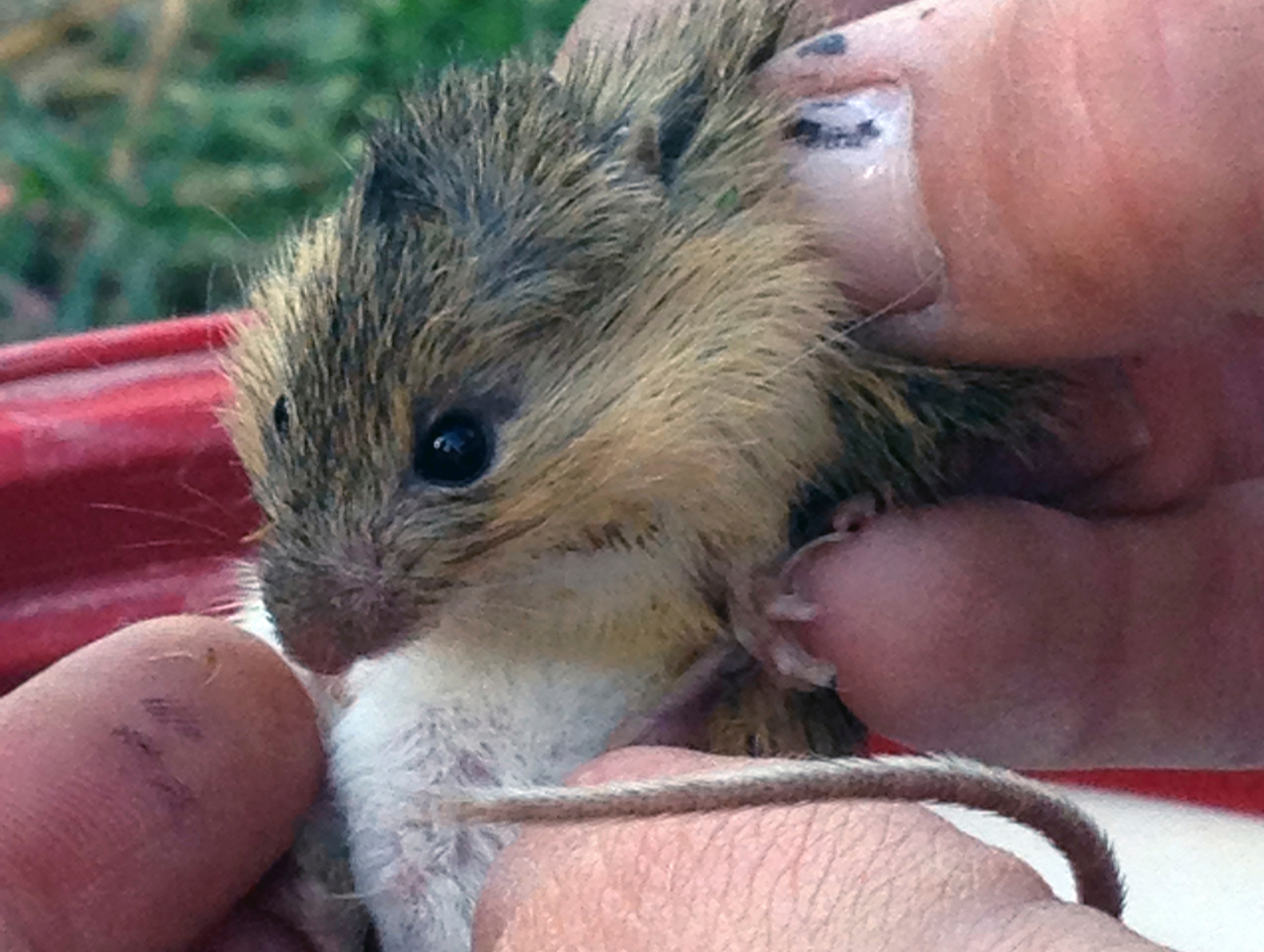 US Forest Service accused of failing to protect meadow mouse
