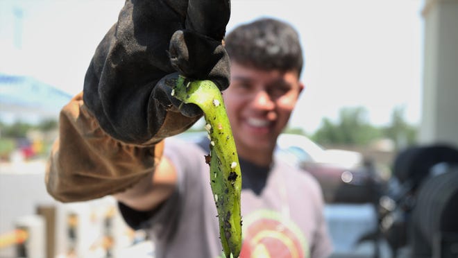 Hatch green chiles sold in Carlsbad, despite COVID-19 labor shortage