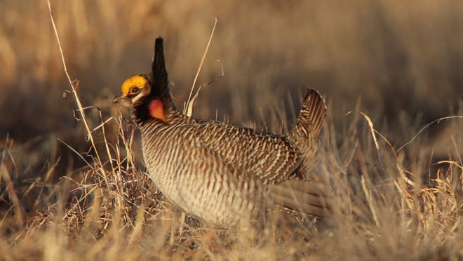 State of New Mexico buys 7,500 acres to restore lesser prairie chicken