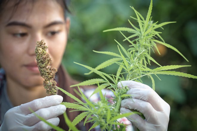 A farmer examining a cannabis plant.