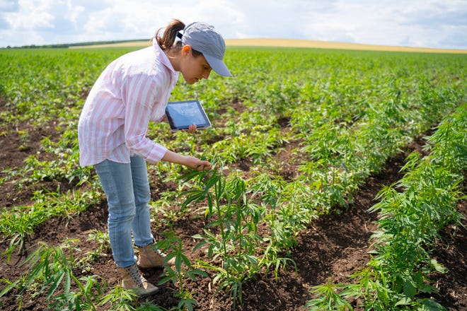 A person examining a cannabis plant outdoors.