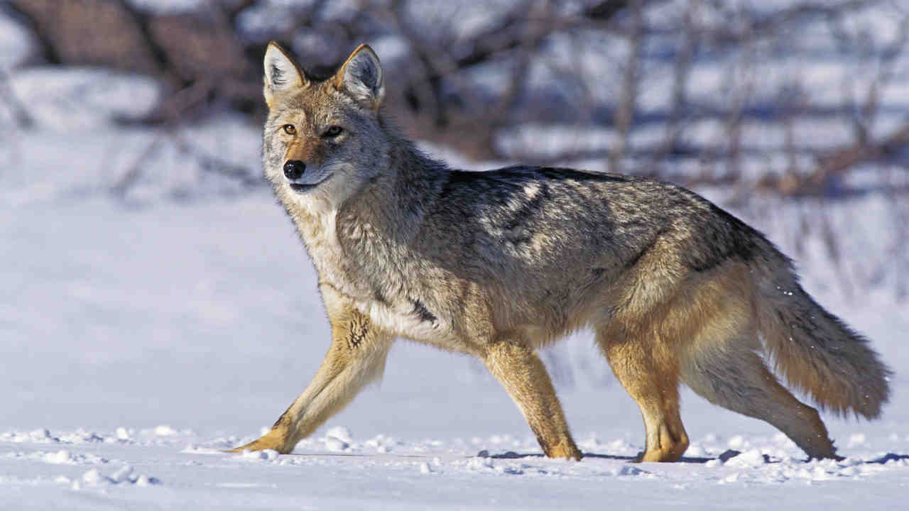 Coyote spotted in Encinitas: photo of the day