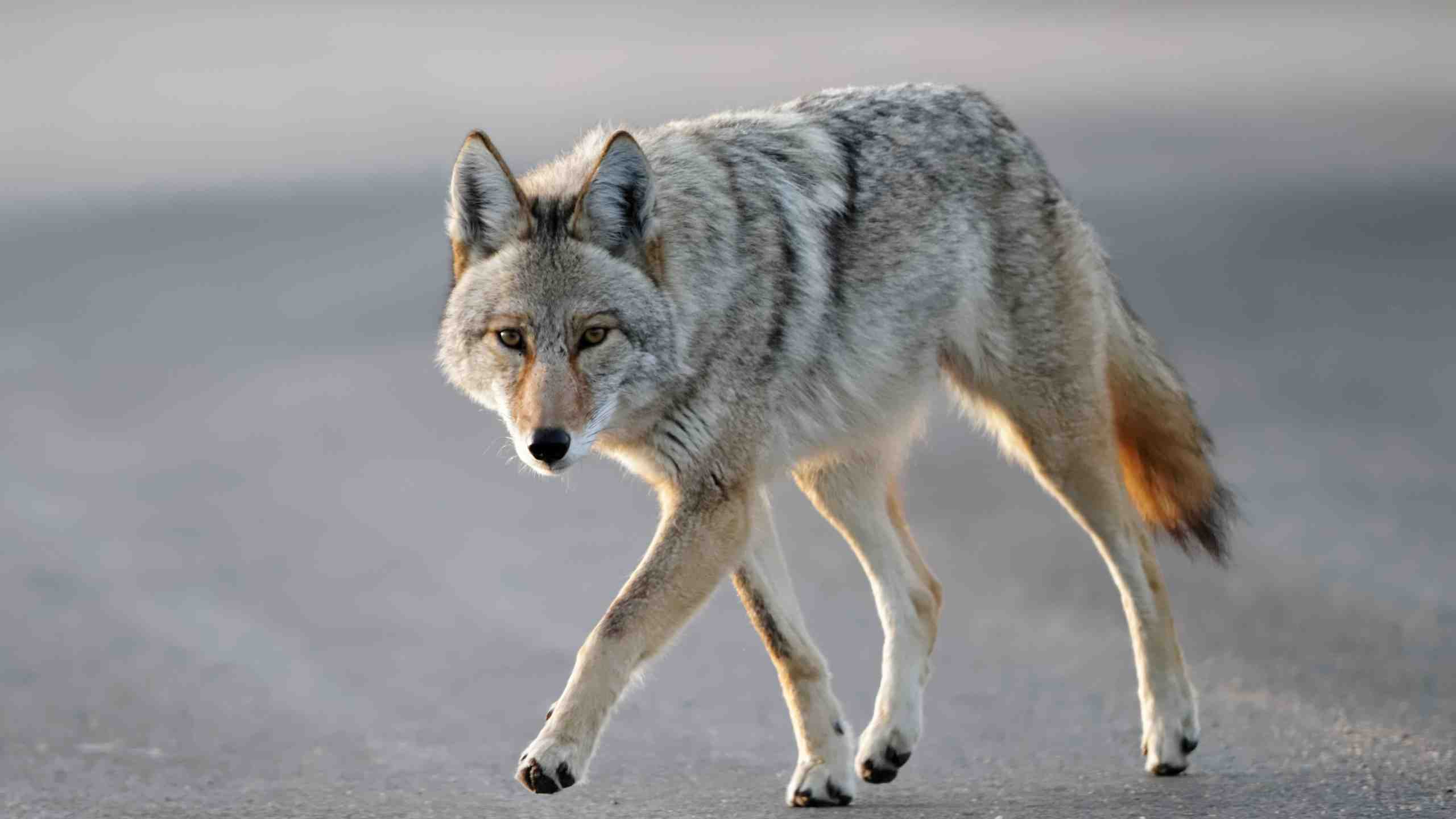What to do if a coyote approaches you and your dog?