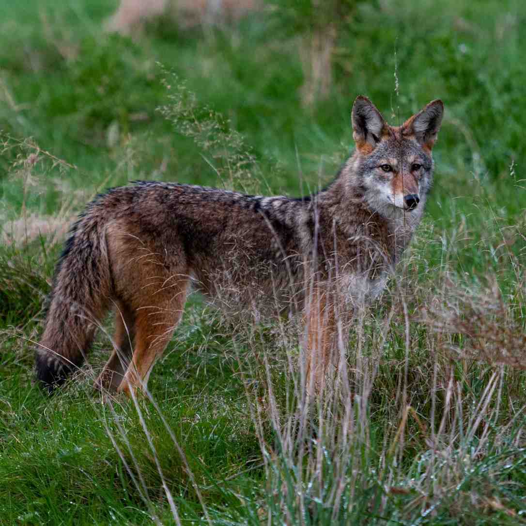 What to do if you see a coyote in Florida?